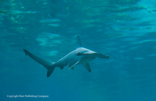 NOAA Diving Manual 5th Edition: Reference Books @ blogger.com noaa diving manual 5th edition pdf free download