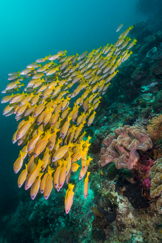 idolJennifer rajaAmpat