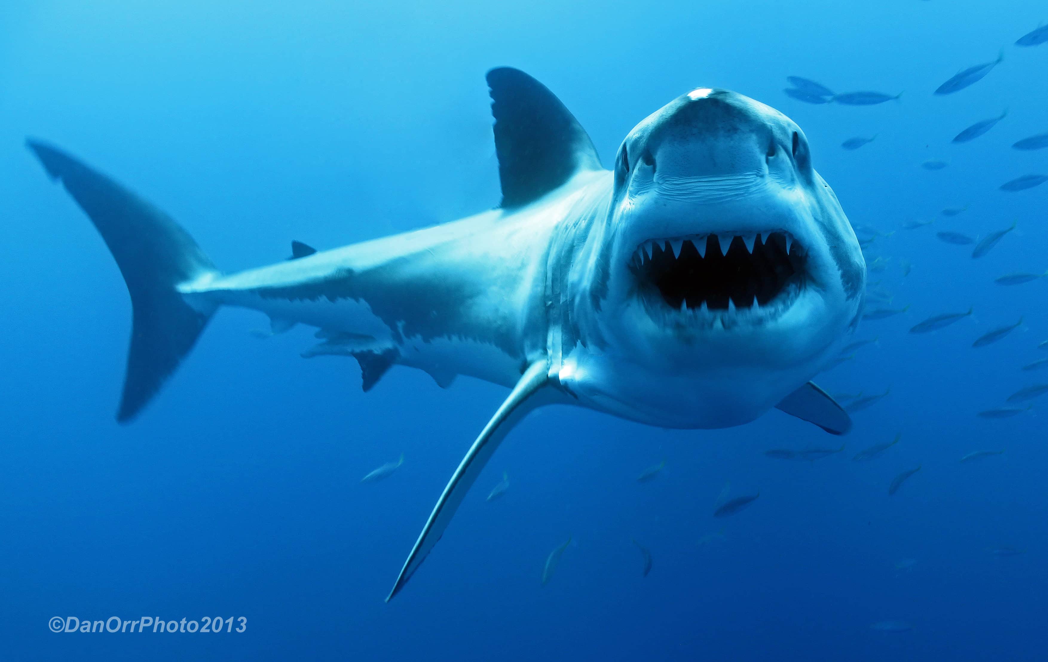 Scary shark. Акула. Белая акула. Большая белая акула.